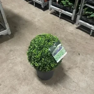 Krukväxter Buxus *1 Ø 30+