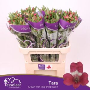 Alstromeria Tara Röd