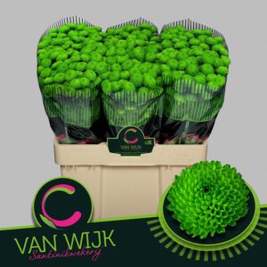 Chrys. Santini Country