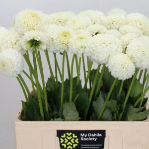 Dahlia Hypnotica