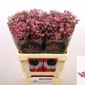 Limonium Diamond Pink