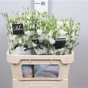 Lisianthus White