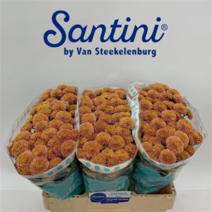 Chrys Ellison Salmon