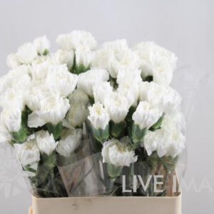 Nejlika Vit North Wind