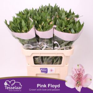 Alstromeria Pink Floyd