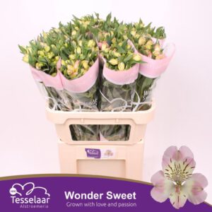 Alstromeria Wonder Sweet