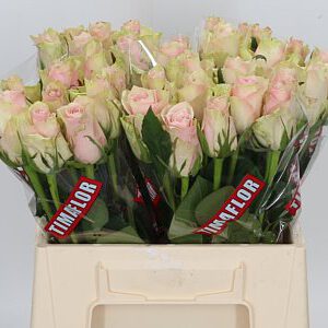 Ros Athena Pink 40cm