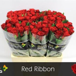 Ros Red Ribbon