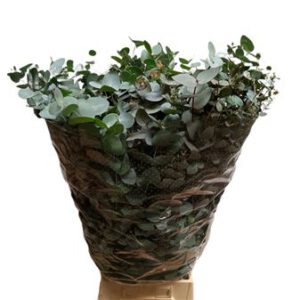 SG Euca.Cinerea (Bunt) ITA