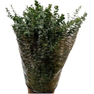 SG Euca.Baby Blue.Kort (Bunt)