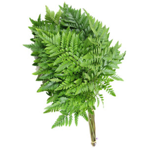 SG Läderblad Medium (Bunt)