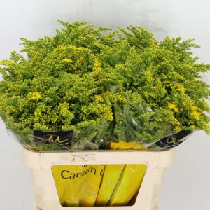 Solidago Carzan Glory
