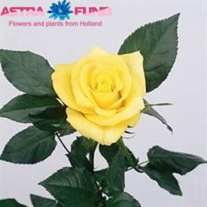 Ros Sunny Sher