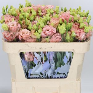 Lisianthus Double Alissa L Apric