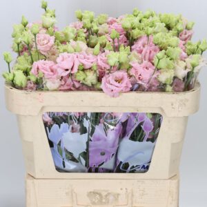 Lisianthus Alissa Pink