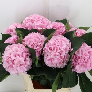 Hydrangea VERENA PINK