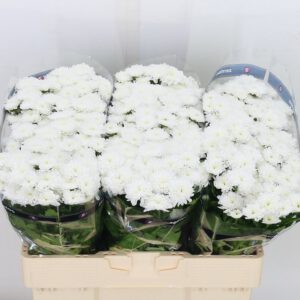 Chrys Santini Baykal