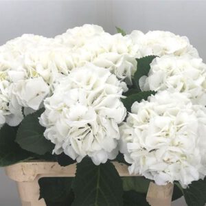 Hydrangea SCHNEEBALL WHITE
