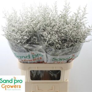 Limonium Misty White