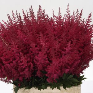 Astilbe Röd