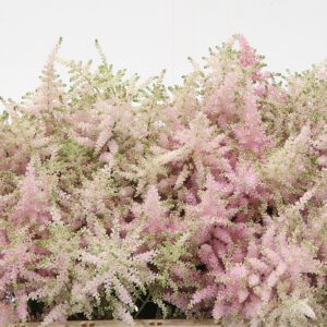 Astilbe Rosa
