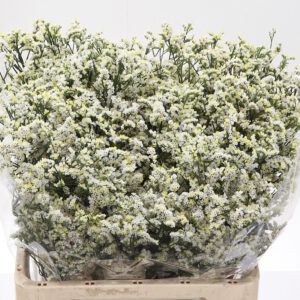 Limonium Vit