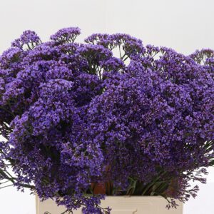 Limonium Lila