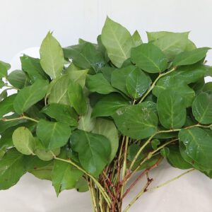 Salal Tip