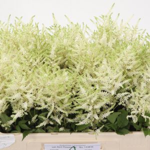 Astilbe Vit