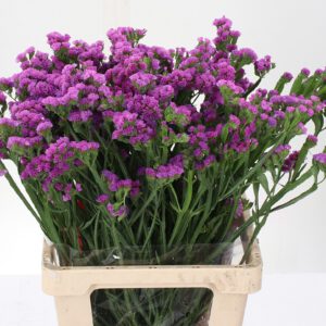 Limonium Rosa