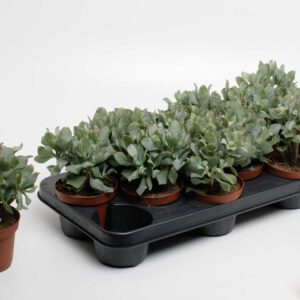 Crassula undilatifolia
