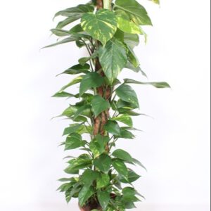 Epipremnum pinatum mosspole