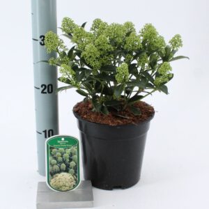 Skimmia jap. Godrie's Dwarf