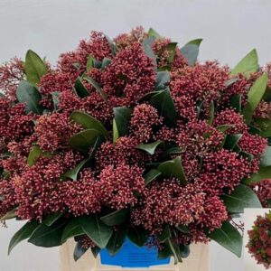 Skimmia japonica Rubella