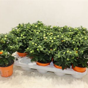 Solanum pseudocapsicum