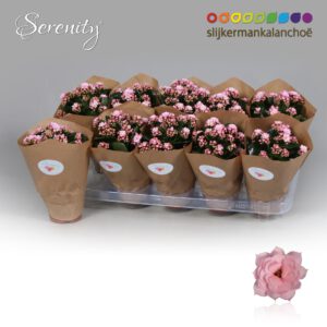 Kalanchoe Serenity Soft Pink
