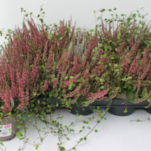 Calluna Garden Girls Kombi