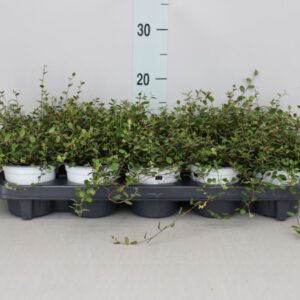 Muehlenbeckia com. Mao'ri