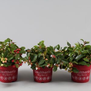 Gaultheria pro. Big Berry