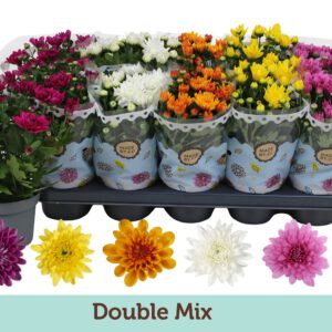 Chrysanthemum mix