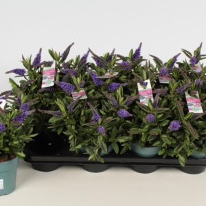 Hebe Hebedonna Britta