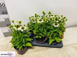 Echinacea Sombrero Blanco
